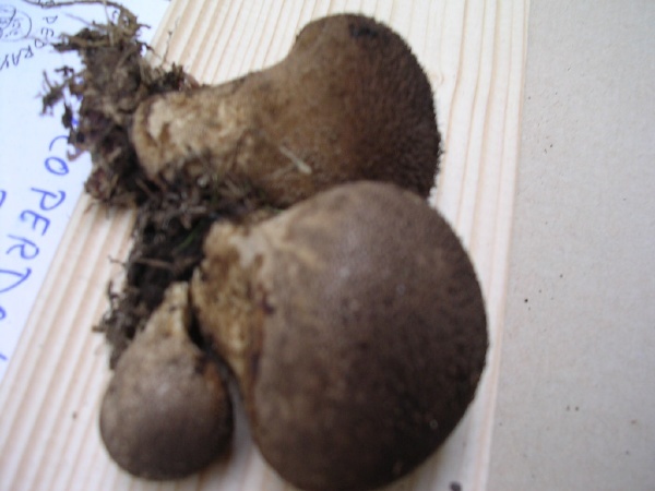 LYCOPERDON 